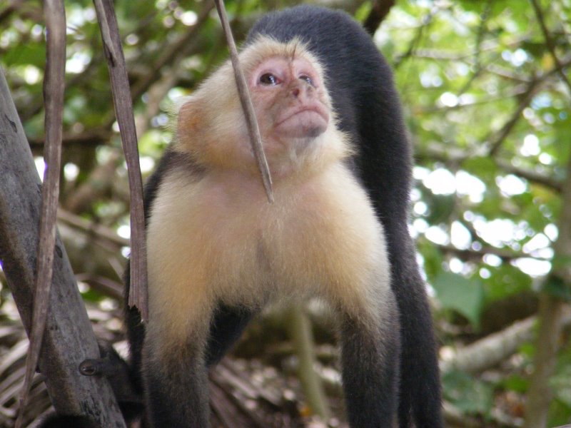 Big Monkey