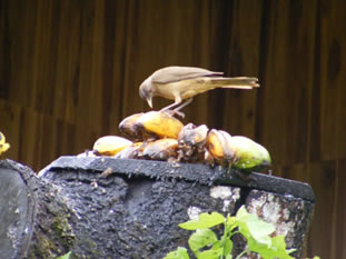 bird on banana