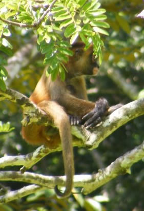 Monkey 3