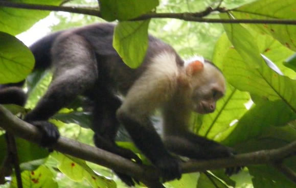 Monkey4